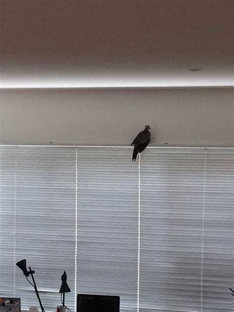小鸟进屋 房間不能放刀